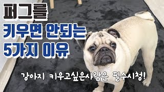 강아지 퍼그를 키우면 안되는 5가지이유. 강아지분양받기전 필수시청해주세요.