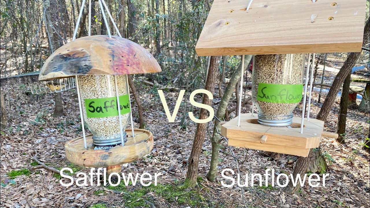 Safflower vs Sunflower- what do birds prefer?