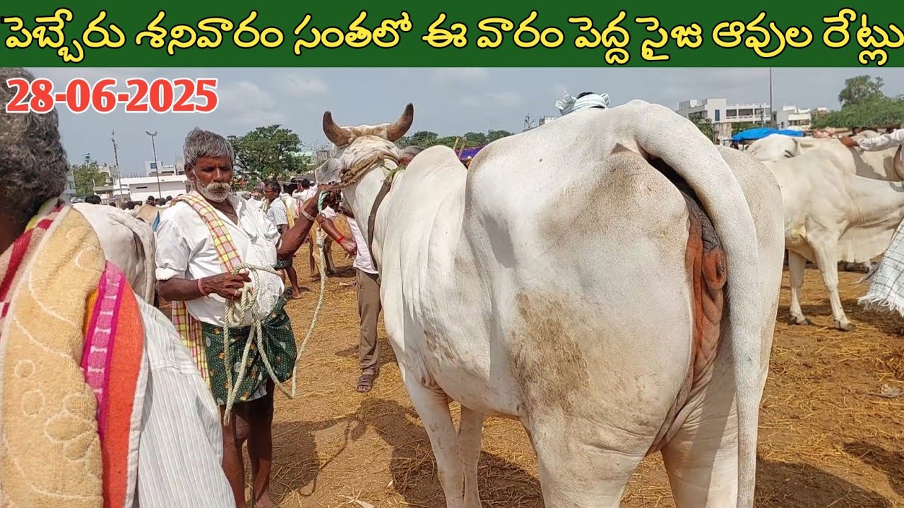 పెబ్బేరు సంతకి ఈ వారం వచ్చిన పెద్ద సైజు ఆవులు | Pebbair cow market | Biggest cows in Pebbair market