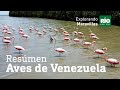 Venezuela, tierra de aves - Explorando Maravillas - Tercera temporada