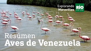 Venezuela, tierra de aves  Explorando Maravillas  Tercera temporada