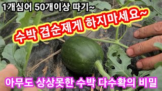 수박 곁순제거 하지마세요  아무도 상상못한 다수확의 비밀 1개심어 50개이상 따기~애플수박 순지르기,적심,재배방법 키우기 솔림농원 비닐하우스 텃밭,세상에 이런일이