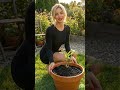Home Garden Ideas | The GIANT Container Ginger Hack! 🫚🤯 #diy