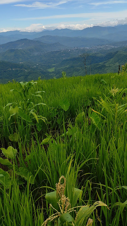 #jhum #punuho #farming #shorts