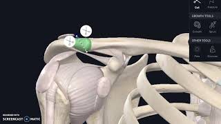 Separated AC joint  surgery or no?