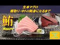 本マグロの柵取り（赤身・中トロ・大トロ）お刺身・調理方法【vol.1】How to make sashimi / maguro / Toro / Tuna / cooking method