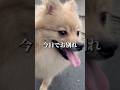 愛犬と最後の別れ… #dog #可愛い犬 #犬のいる生活 #心理学