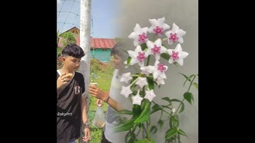 Kiper Jepang nganggur