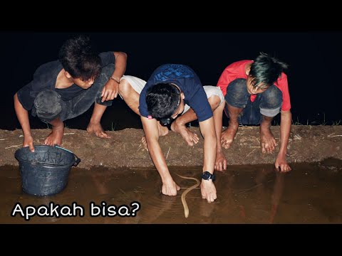 Eksperimen Menangkap Belut