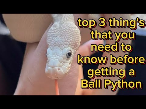 top 3 thing's you need to know before getting a Ball python pet