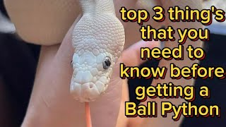 top 3 thing's you need to know before getting a Ball python pet
