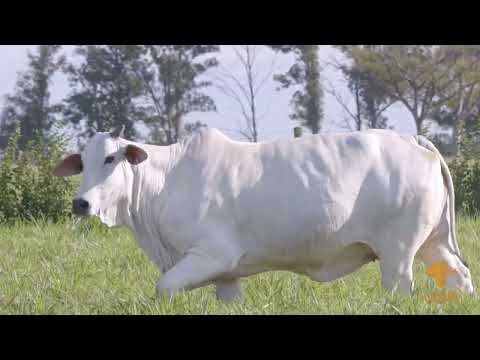 LOTE 25   EGIPCIA 3 FIV HRO   HRO 6917 1