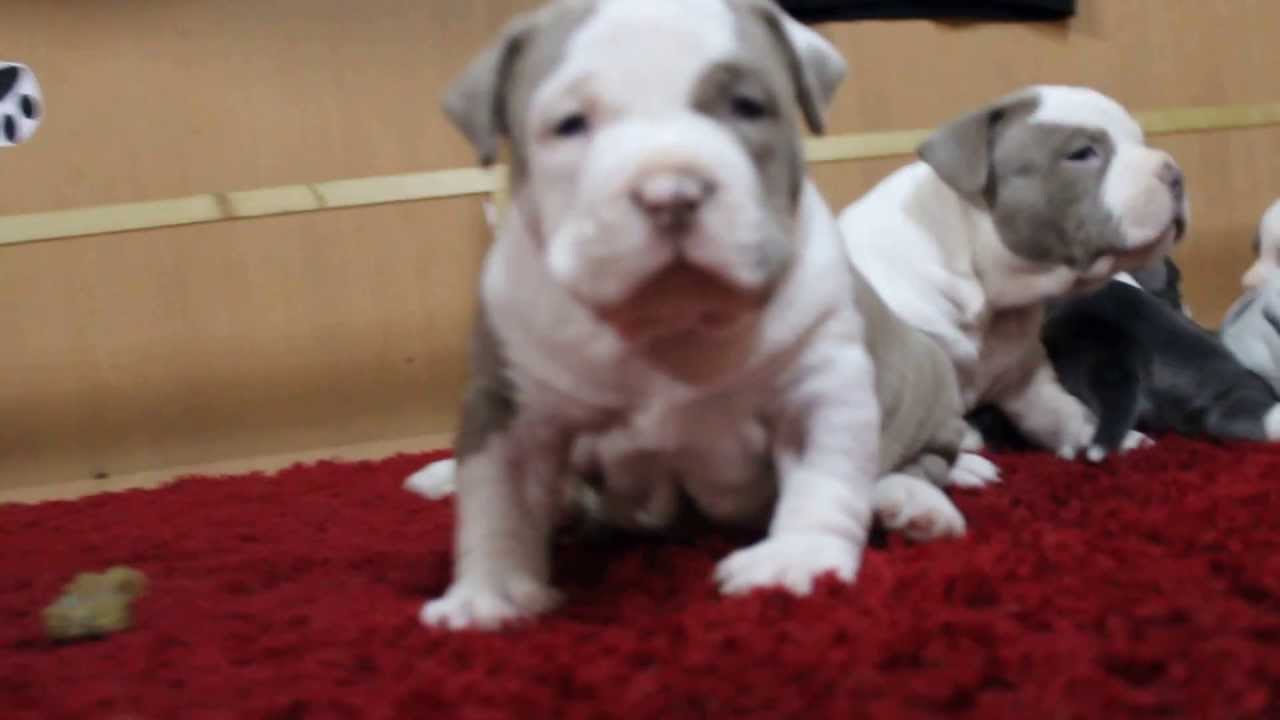 American Bully Pocket Muscletone S Puppy Chiots By Ines Ninine