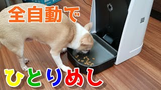 WOPET全自動給餌器を使用した感想