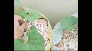 Bertanam Melon Ala Gardening