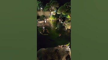 Sử dụng Đèn Âm nước cho hồ cá Koi?