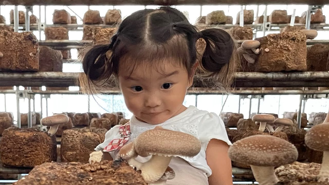 ののちゃんしいたけ狩り♪デカデカきのこはムリよ〜🍄 Nonochan bamboo hunting♪I can't cut big mushrooms~🍄