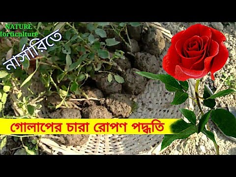 ভিডিও: রোপণ উপাদান পছন্দ এবং গোলাপ রোপণের জায়গা