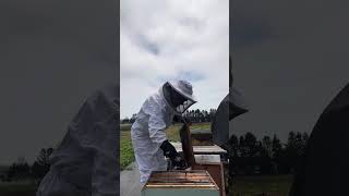 Beehive split using the artificial swarm method