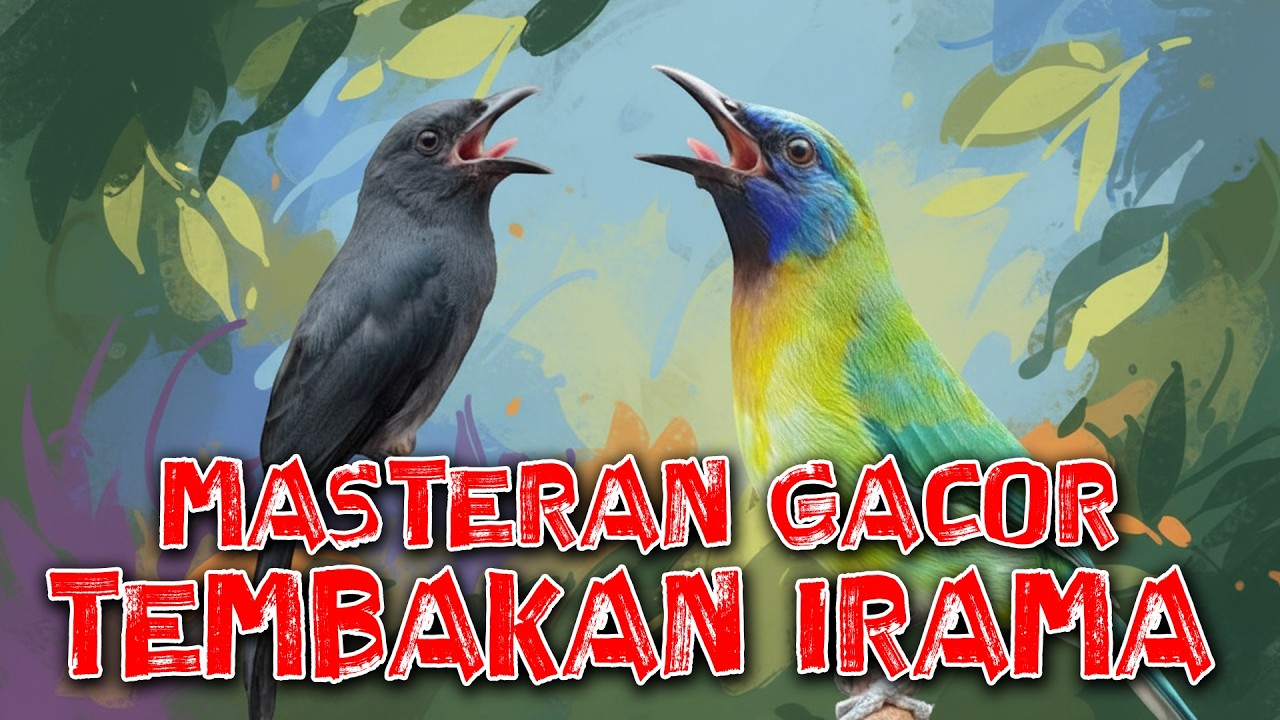 TEMBAKAN KASAR MASTERAN BURUNG KAPAS TEMBAK CUCAK CUNGKOK FULL ISIAN