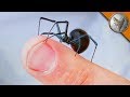 WILL IT BITE?! - Black Widow Challenge