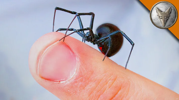 WILL IT BITE?! - Black Widow Challenge