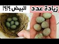 الخلطة الرائعة للإناث لزيادة في الإنتاج (كناري ..حسون ..بسبوس ... باجي ....الخ.....)