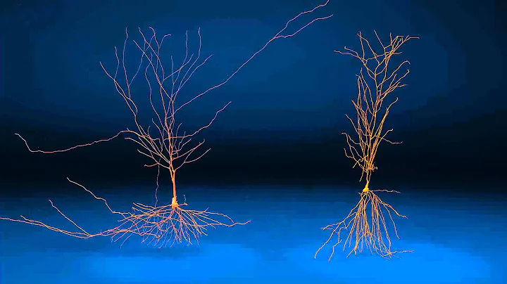 A CA3 and CA1 pyramidal cell