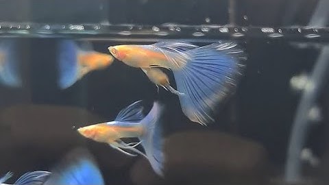 Căn Bệnh Nan Y ở Cá 7 Màu #Skyguppy #Ckcs