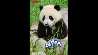 🐼 Too Cute To Handle! Panda’s Sweet Little Moves ✨ #panda  screenshot 5