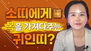 2021년 삼재띠 소띠에게 돈과 복을 가져다 줄 귀인 띠는?!(뱀띠 쥐띠 닭띠)대전점집 유성점집 세종점집 백…