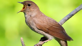 Animal sounds 30 / Sounds of birds / Nightingale singing for relaxation