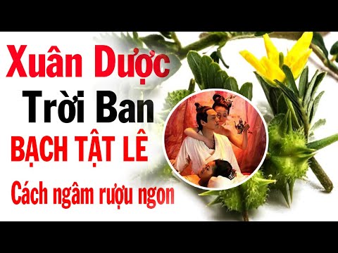 Video Xuân dược trời ban - Bạch tật lê cách ngâm bạch tật lê... - youtube