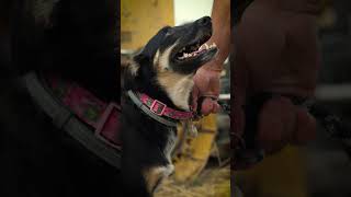 Bark & Build: A Pup’s Day on the Jobsite | John Deere Construction
Its Dakotas day at work! Learn more about his dads work here:
https://www.youtube.com/watch?v=dcsBjP_LqSs
✅ Subscribe for more John Deere videos: http://bit.ly/2Yo9Oad
More From John Deere:
Twitter/X: https://twitter.com/johndeere
TikTok: https://www.tiktok.com/@JohnDeere
Facebook: https://www.facebook.com/JohnDeereUSCA
Instagram: https://www.instagram.com/JohnDeere/
LinkedIn: https://www.linkedin.com/company/john-deere
Find a Dealer: http://bit.ly/2l8PivS
Visit our Website: https://www.deere.com
#JohnDeere #Construction #ConstructionEquipment #Shorts #YouTubeShorts Bark & Build: A Pup’s Day on the Jobsite | John Deere Construction