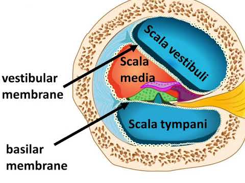 क न क स रचन Inner Ear In Hindi Youtube