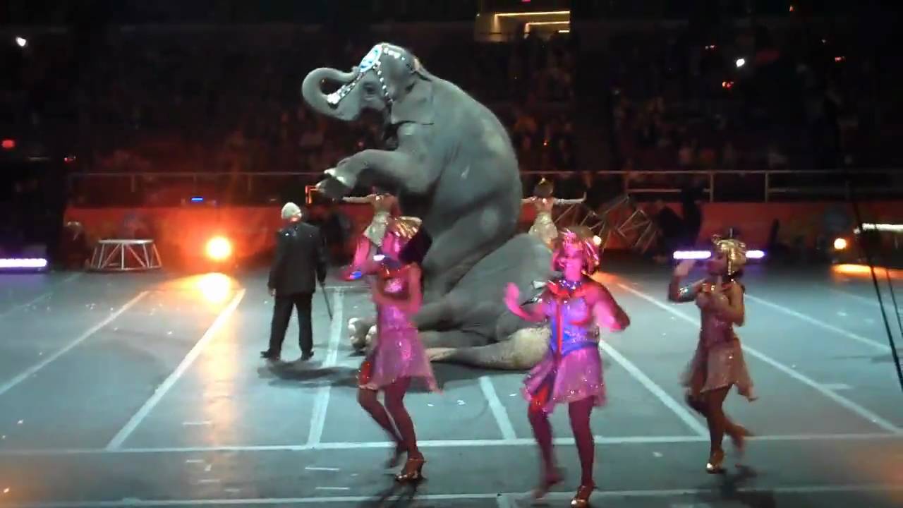 RIngling Bros Circus - Elephants