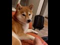 Cute and friendly Shiba Inu