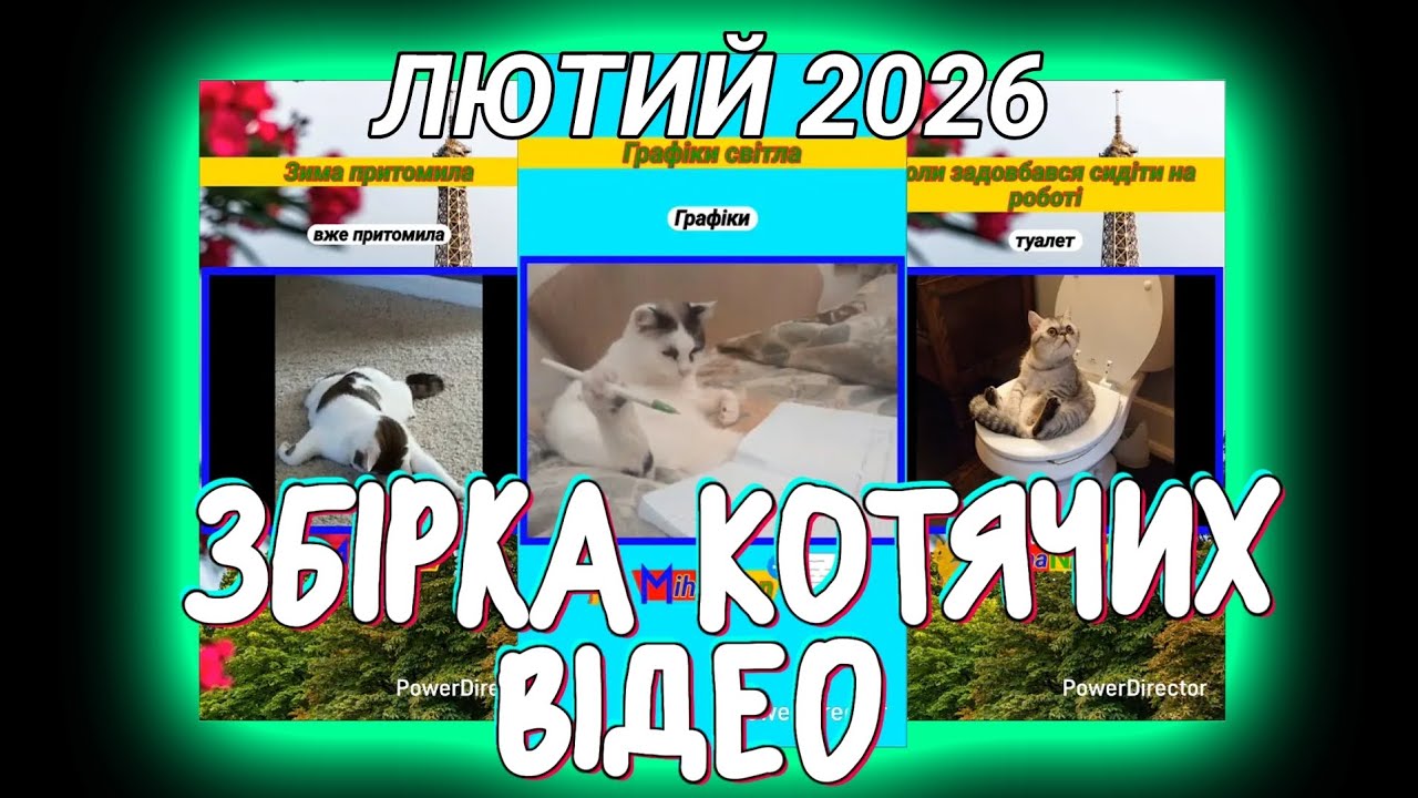 ЗБІРКА КОТЯЧИХ ВІДЕО - ЛЮТИЙ 2026