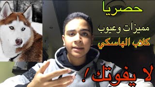 حصريا | مميزات و عيوب كلاب الهاسكي