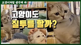 고양이는 몇살 아이처럼 느끼고 표현할까? feat. 질투 솔루션