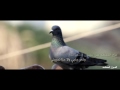 فرخ الحمام  كلمات سعد راشد القحطاني اداء النداوي