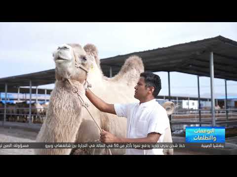 تربية الإبل في كهبينغ: تحول اقتصادي واعد في شينجيانغ