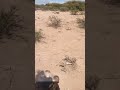Dhagxanta Dahabka Ah Dhagxanta Dahabka Ah