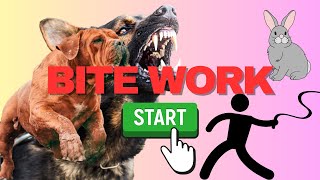 Start Training Your Dog For Protection, Not SPORTS - The Real Deal! 🛡️🐕💥 by Elite Boerboels (Dog Breeding&Protection Training) 1,860 views 4 months ago 11 minutes, 58 seconds