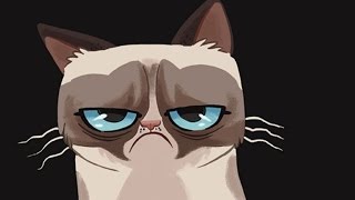 Gatos - Qué Significan Los Gestos Que Hace Tu Gato?