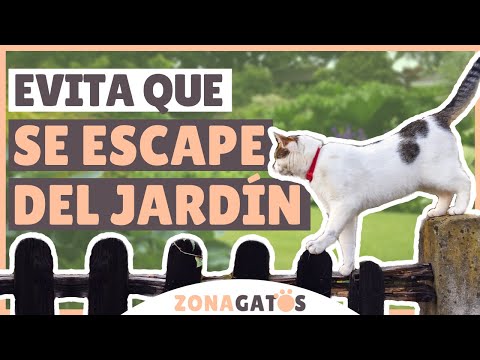 Video: ¿Qué hace un gato en un escape?