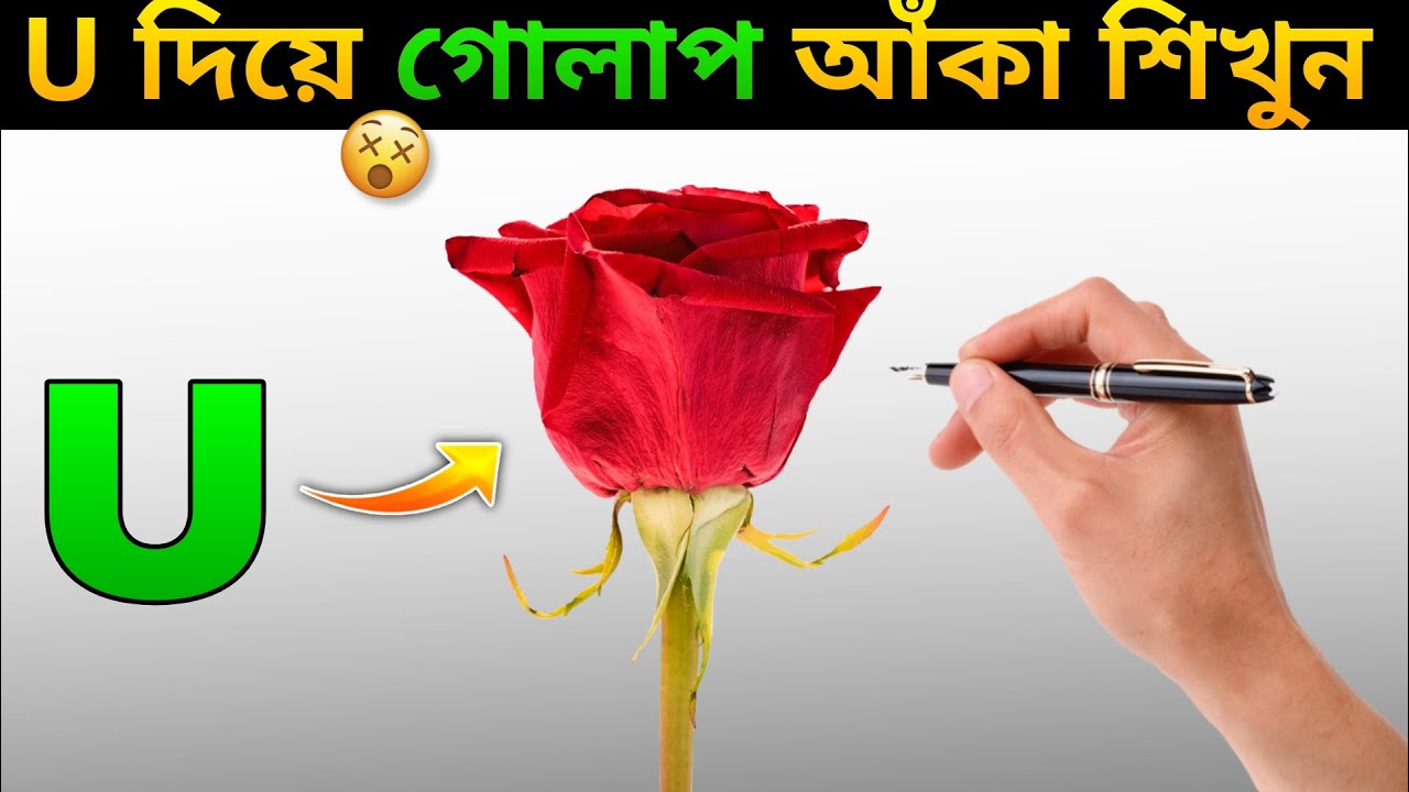 U দিয়ে গোলাপ আঁকা শিখুন Rose Drawing Step by Step for Beginners