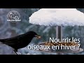 Bêtes comme tout : nourrir les oiseaux en hiver