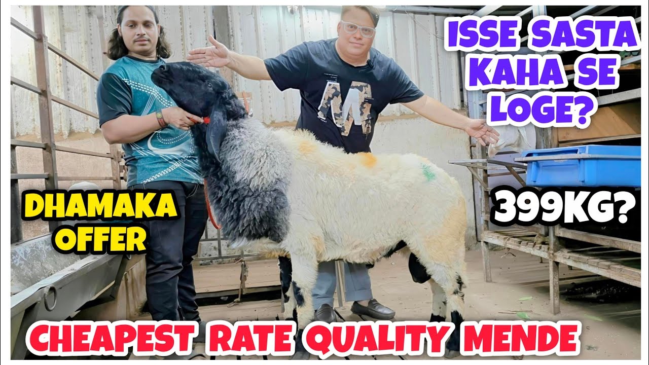 India's Cheapest Rate Massive Size Sheeps | Pipe Uthao Rate Batao | Wholesale Sheep Market India