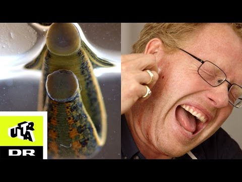 Video: Hvordan fortelle forskjellen mellom en giftig slange og en ikke-giftig slange: 10 trinn